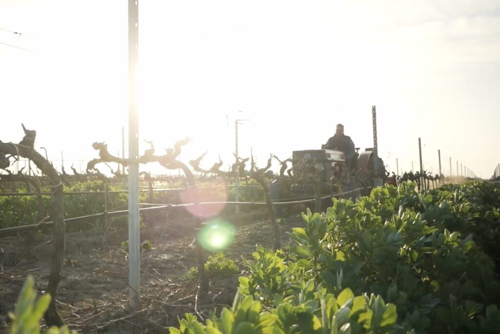 I vini di Borgo Turrito: tradizione e innovazione da Borgo Incoronata, Foggia - Sapori News 