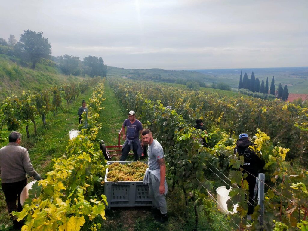 Camarani-Wine : tradizione e qualità nella produzione vinicola - Sapori News 