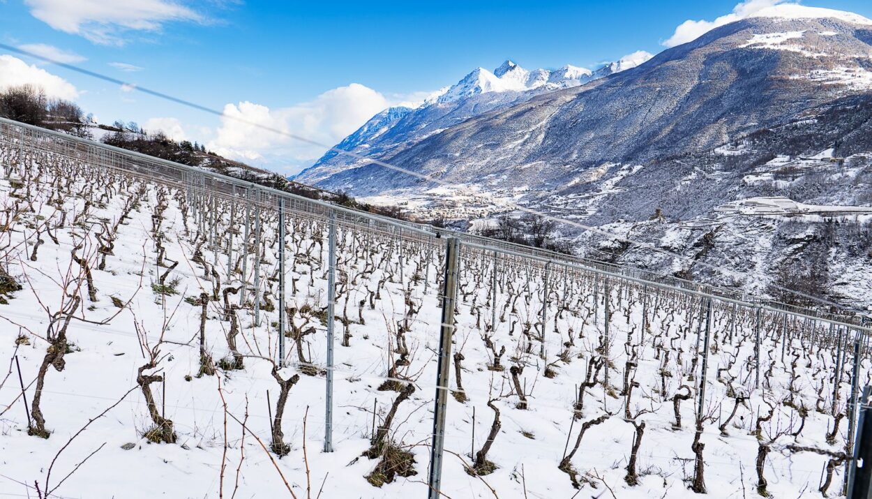Azienda Agricola Rosset Terroir: la viticoltura sostenibile ed eroica della Val d'Aosta