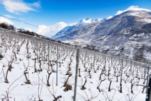 Azienda Agricola Rosset Terroir: la viticoltura sostenibile ed eroica della Val d'Aosta