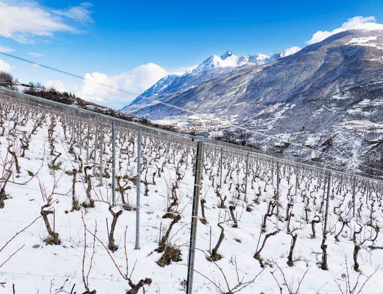 Azienda Agricola Rosset Terroir: la viticoltura sostenibile ed eroica della Val d'Aosta