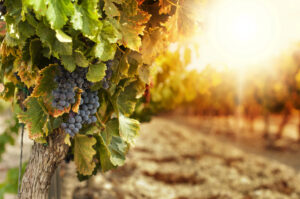 Scopri cos'è il vino sostenibile del 2025: pratiche green, trend di consumo e il futuro delle cantine italiane.