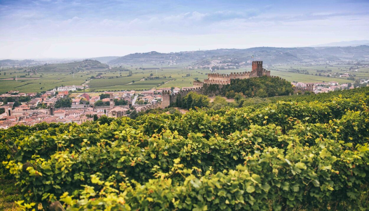 Il Soave si prepara a un 2025 ricco di iniziative in Canada, Germania, UK e Italia per rafforzare la sua presenza nei mercati internazionali
