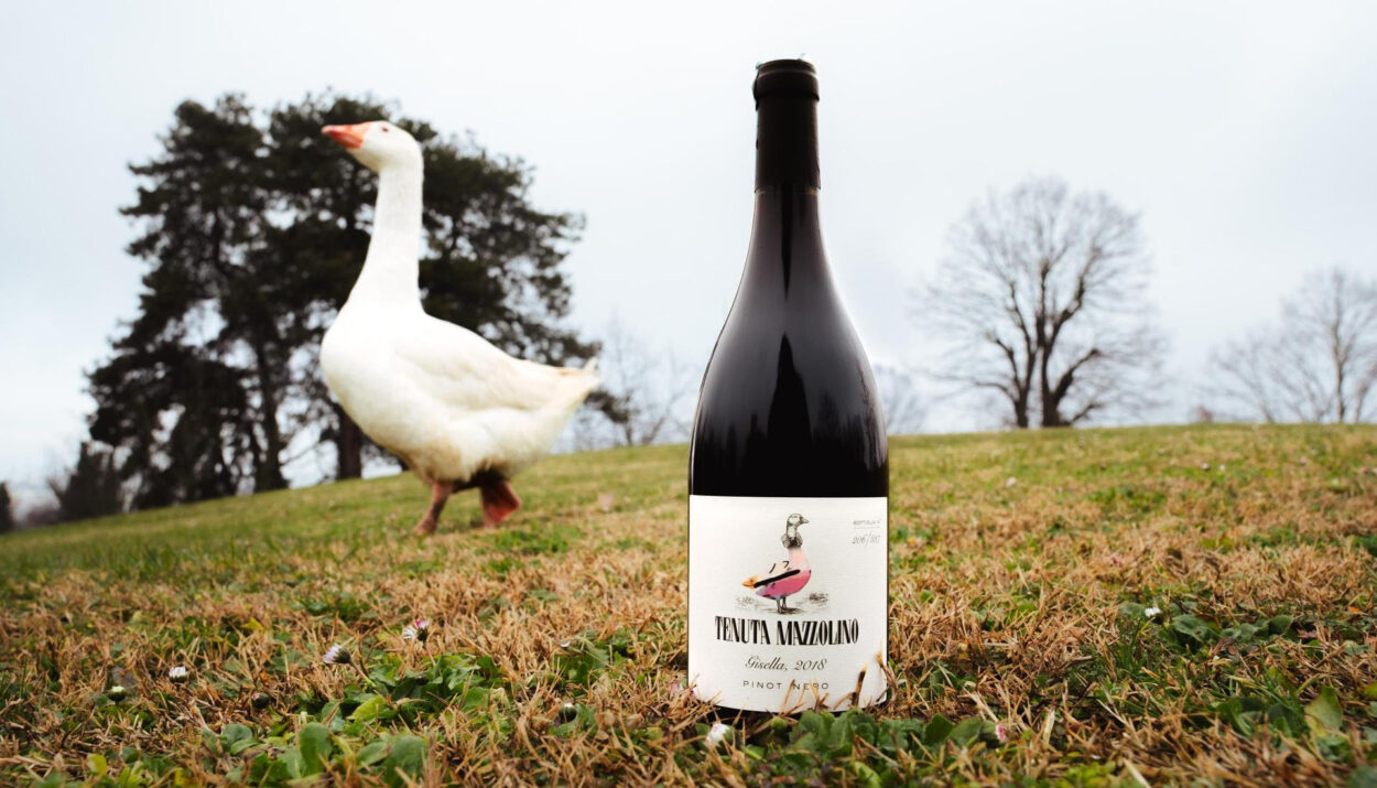 Scopri Gisella 2018, il Pinot Nero Super Cru in edizione limitata di Tenuta Mazzolino: solo 837 bottiglie per una Pasqua raffinata.