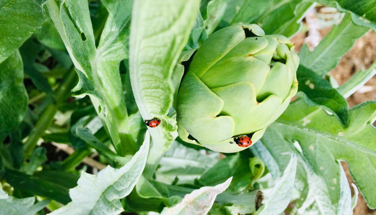 Vivi la Sagra del Carciofo Bianco di Pertosa 2025: sapori unici, tradizione e natura in un evento imperdibile nei weekend di maggio!