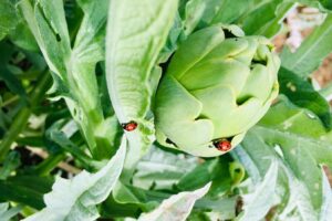 Vivi la Sagra del Carciofo Bianco di Pertosa 2025: sapori unici, tradizione e natura in un evento imperdibile nei weekend di maggio!