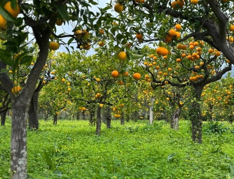 L'arancia bionda tardiva di Trebisacce è nuovo Presidio Slow Food