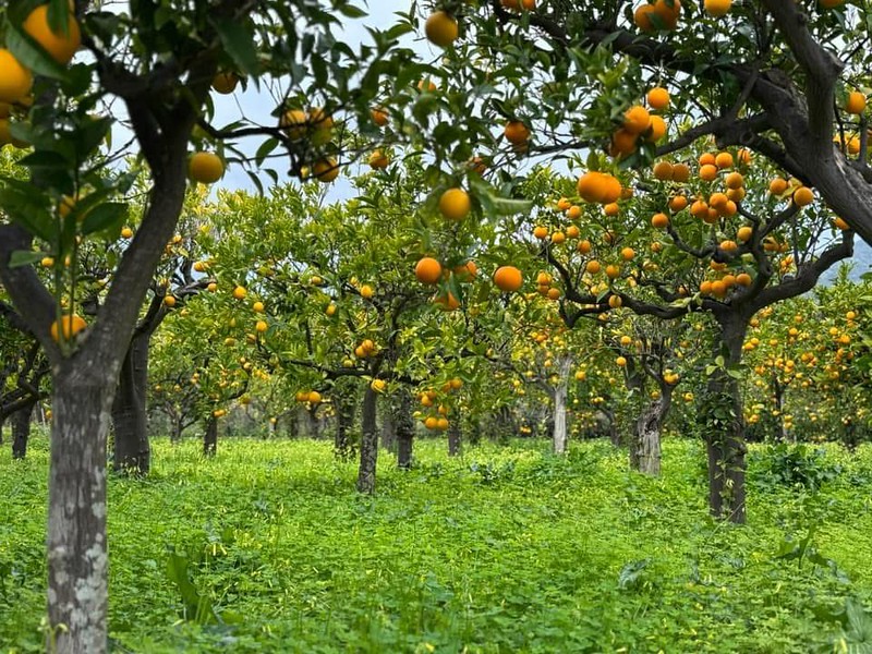 L'arancia bionda tardiva di Trebisacce è nuovo Presidio Slow Food