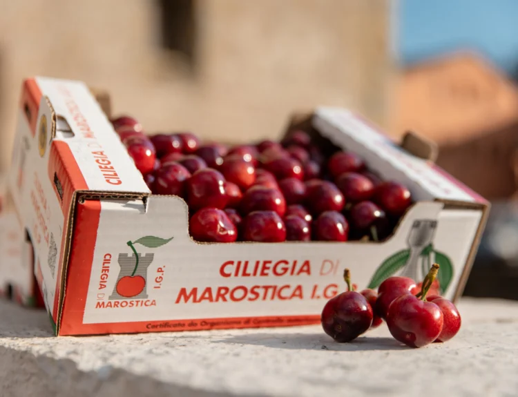 La Ciliegia di Marostica IGP celebra 25 anni con qualità eccellente e produzione in crescita. Scopri la festa e tutte le novità 2025!