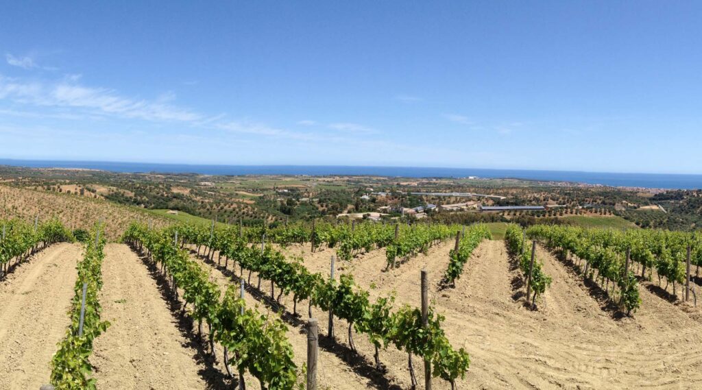 Cantine Ippolito 1845, eccellenza vinicola della Calabria - Sapori News 