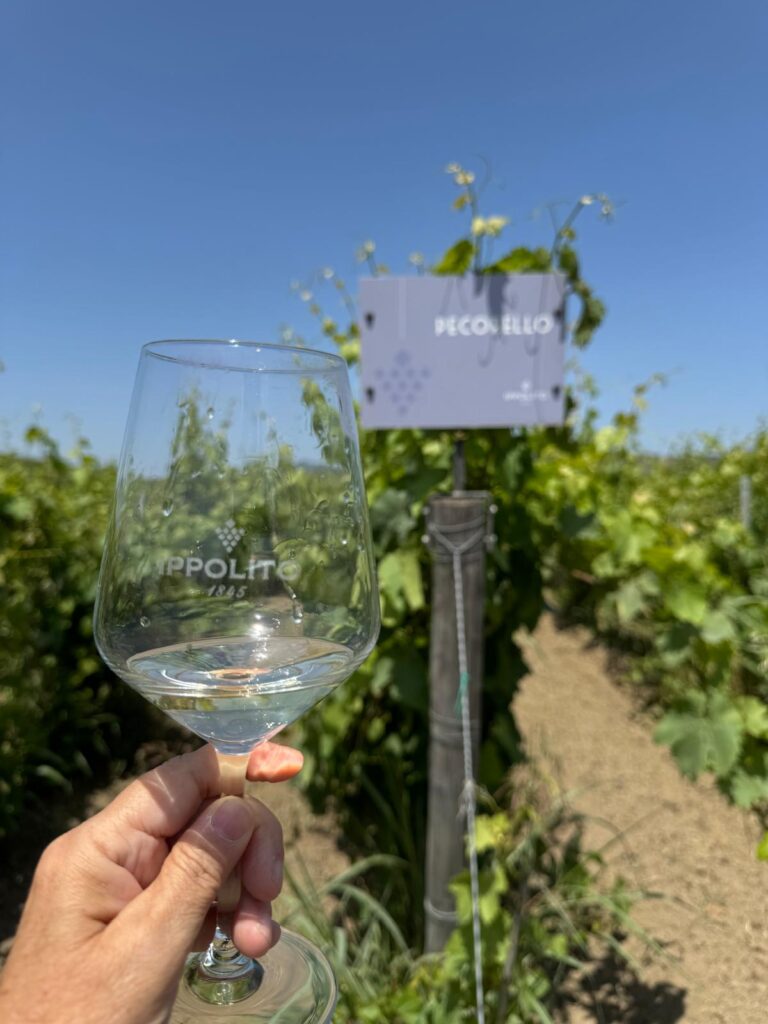 Cantine Ippolito 1845, eccellenza vinicola della Calabria - Sapori News 