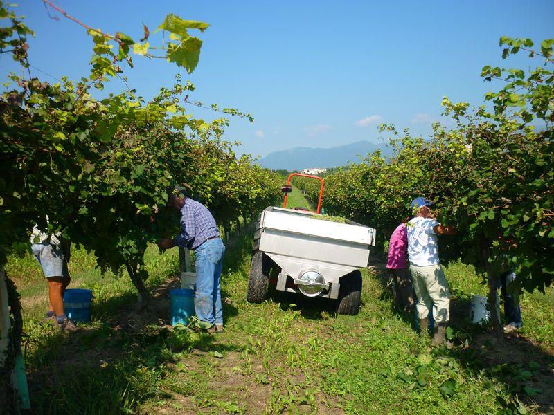 Bernardi Ogliano vini di Conegliano: un'eccellenza vinicola tra storia e qualità - Sapori News 
