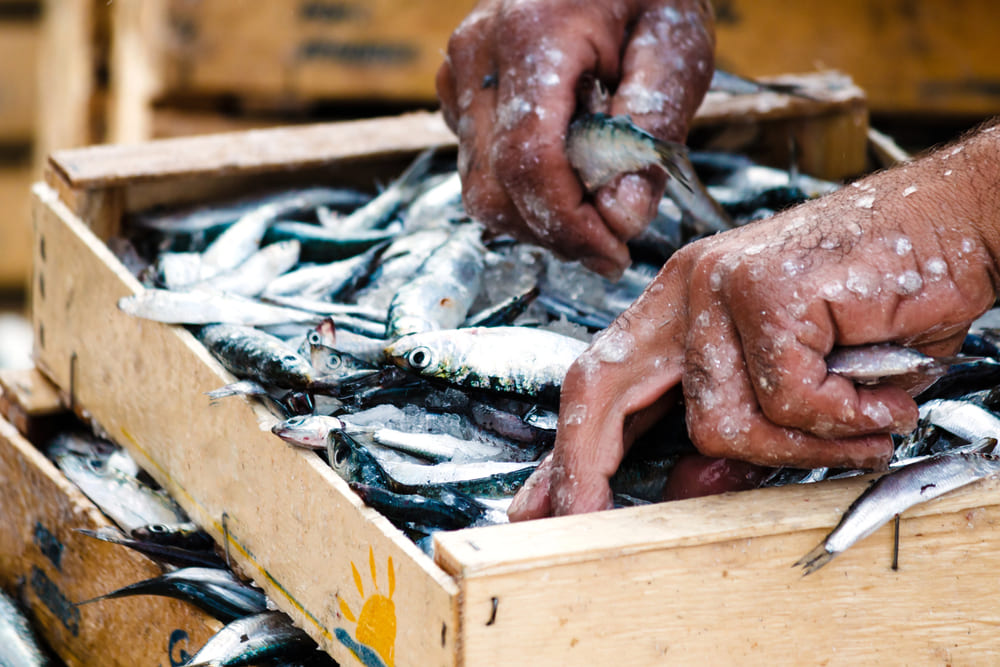 Sardine protagoniste dell’estate 2025 con il trend fisherman-core - Sapori News 