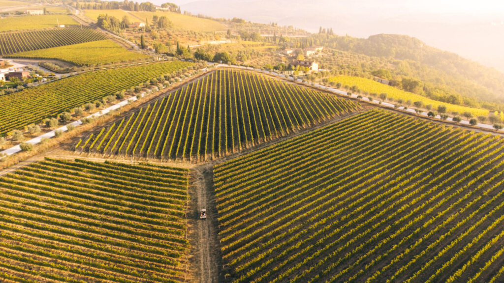 Vini freschi dal Chianti: la linea Pievasciata di Vallepicciola - Sapori News 