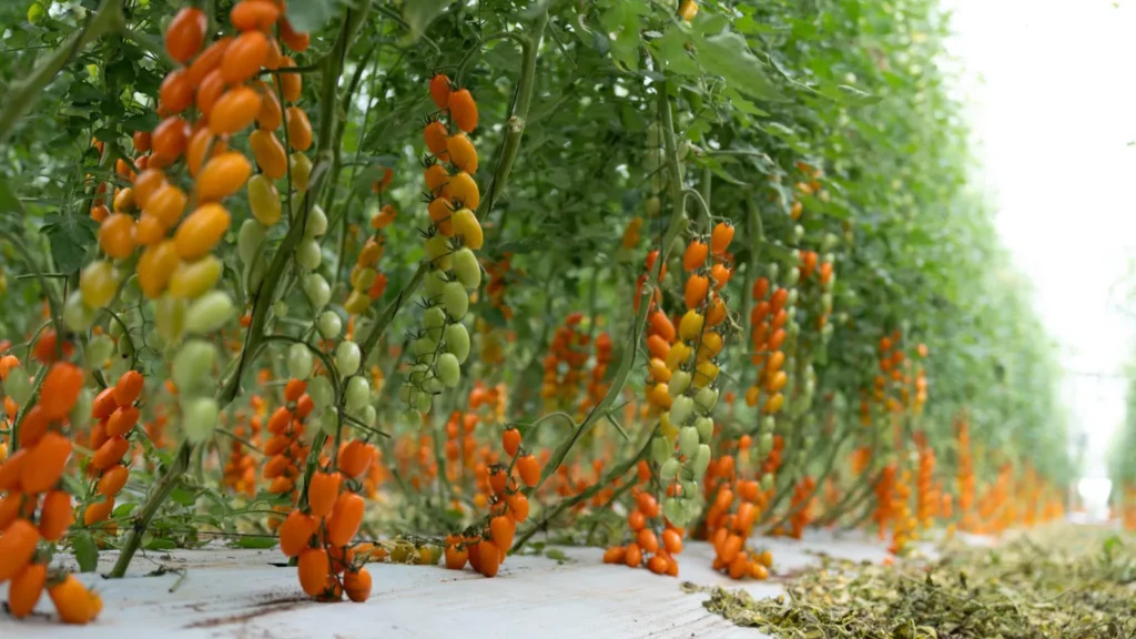 Datterino Tour: il progetto Finagricola per chef e pizzaioli - Sapori News 