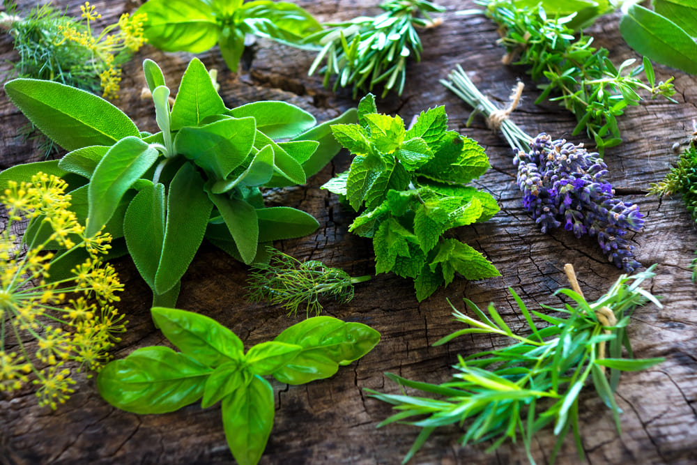 Mood food 2025: il benessere emotivo parte dalla tavola - Sapori News 