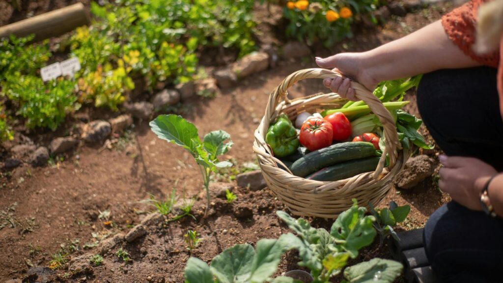 Cibo funzionale e sostenibile: mangiare bene con consapevolezza - Sapori News 