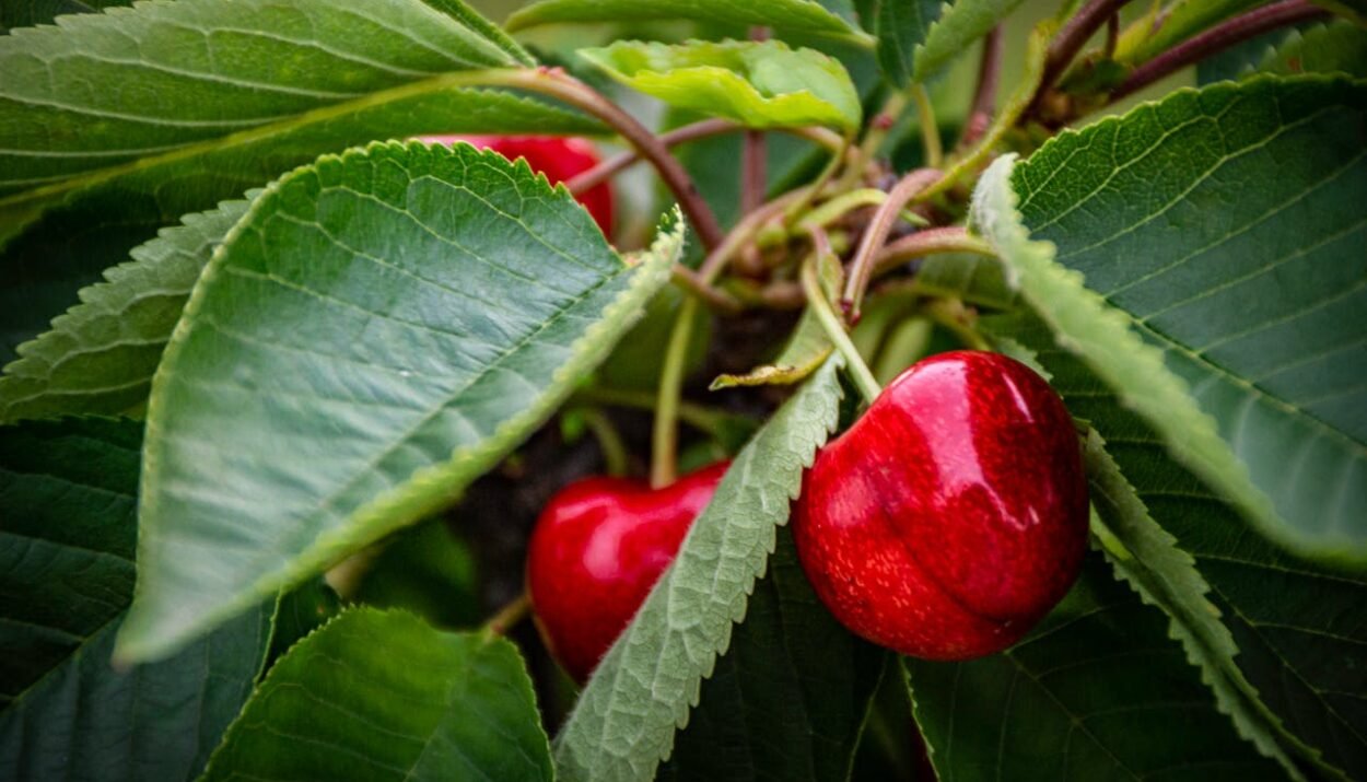 Le amarene tornano protagoniste nel 2025: versatili, intense e perfette per dolci, piatti salati e cocktail dal gusto originale.