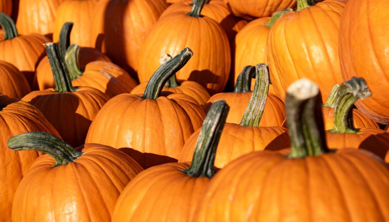Conosci le varietà di zucca italiane e straniere e impara a usarle al meglio in cucina. Scegli la zucca giusta per ogni piatto!