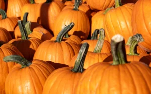 Conosci le varietà di zucca italiane e straniere e impara a usarle al meglio in cucina. Scegli la zucca giusta per ogni piatto!
