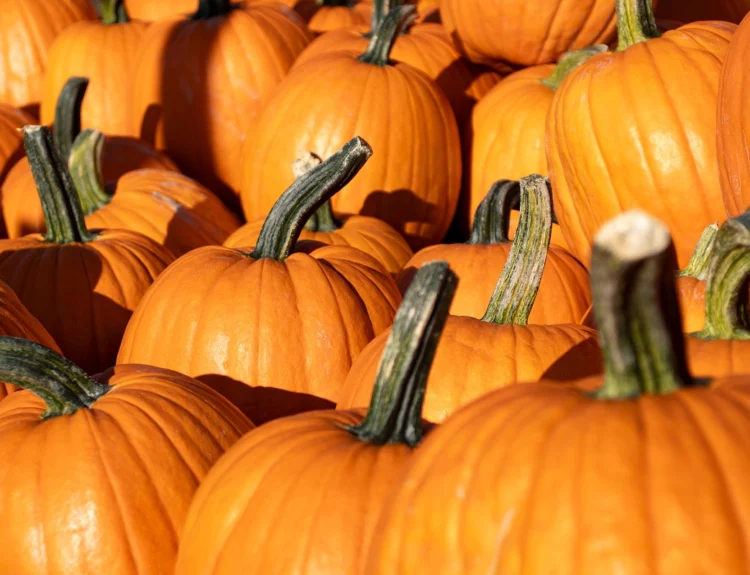 Conosci le varietà di zucca italiane e straniere e impara a usarle al meglio in cucina. Scegli la zucca giusta per ogni piatto!