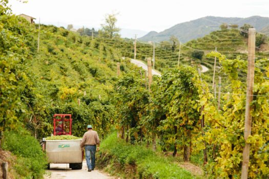 SaporiNews-Valdobbiadene-DOCG-Superiore-di-Cartizze-di-Le-Colture--525x350 SaporiNews - Valdobbiadene DOCG Superiore di Cartizze di Le Colture