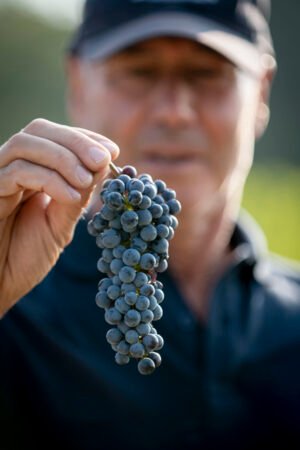 DSC1036-1-300x450 Cantina Viandante del Cielo: eccellenza biologica tra le terrazze del lago Trasimeno