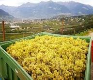 Cantina Pratenberg al Don Juan: una serata esclusiva tra Schiava d’autore e pregiati vini di quota