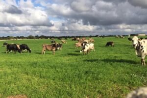 saporinews Mozzarella di Gioia del Colle DOP