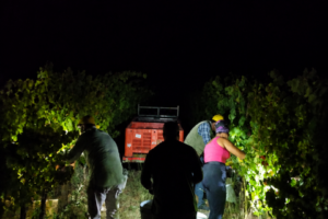 saporinews Vendemmia del Moscatello Casauriense