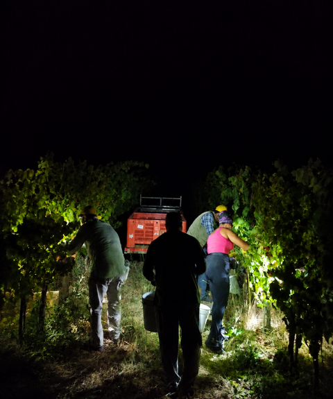 Vendemmia del Moscatello Casauriense: la raccolta ad agosto in Abruzzo