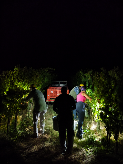 saporinews Vendemmia del Moscatello Casauriense
