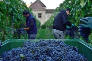 saporinews Vendemmia 2026