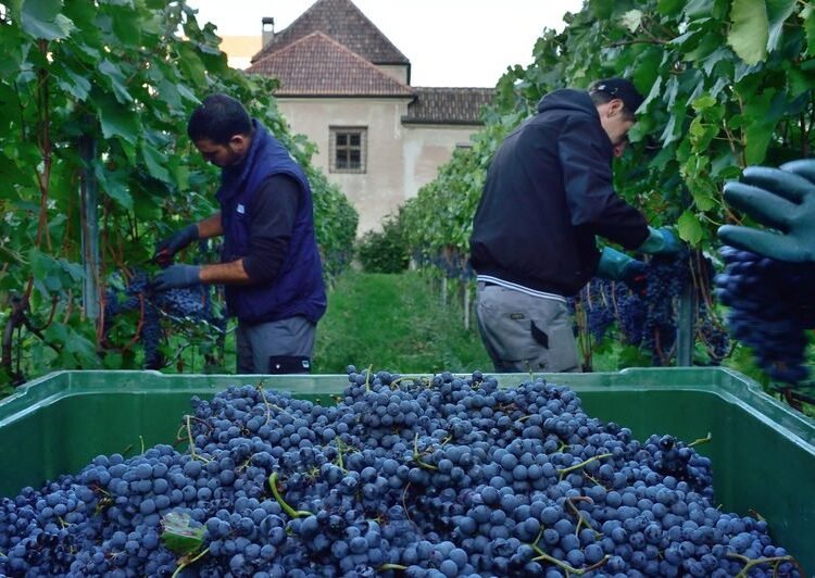 saporinews Vendemmia 2026