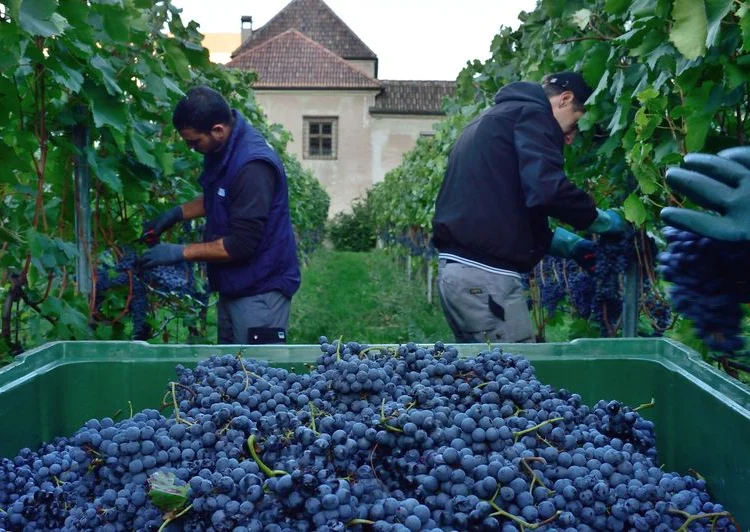 Vendemmia 2026, il clima cambia le regole: ecco come i grandi vigneti stanno reagendo