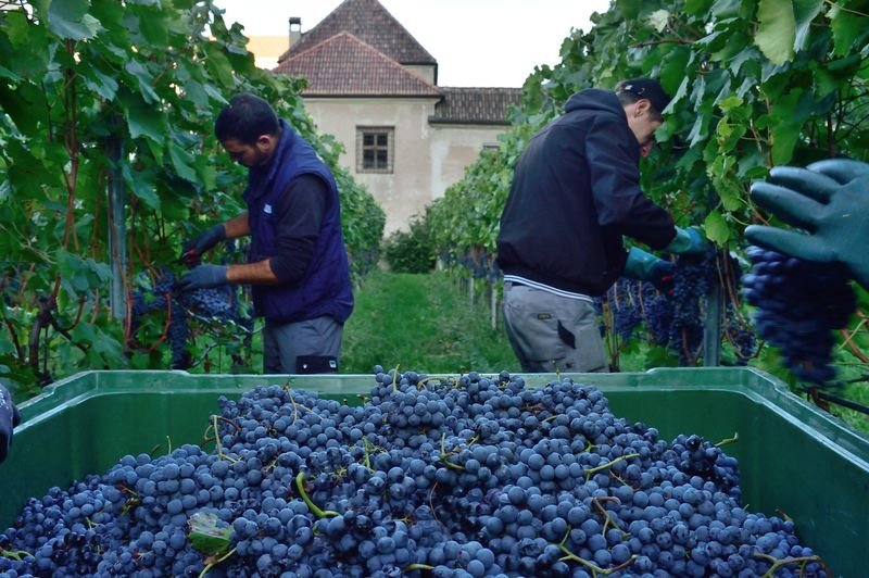 saporinews Vendemmia 2026