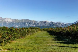 Bosco del Merlo presenta il Bilancio di Sostenibilità 2025