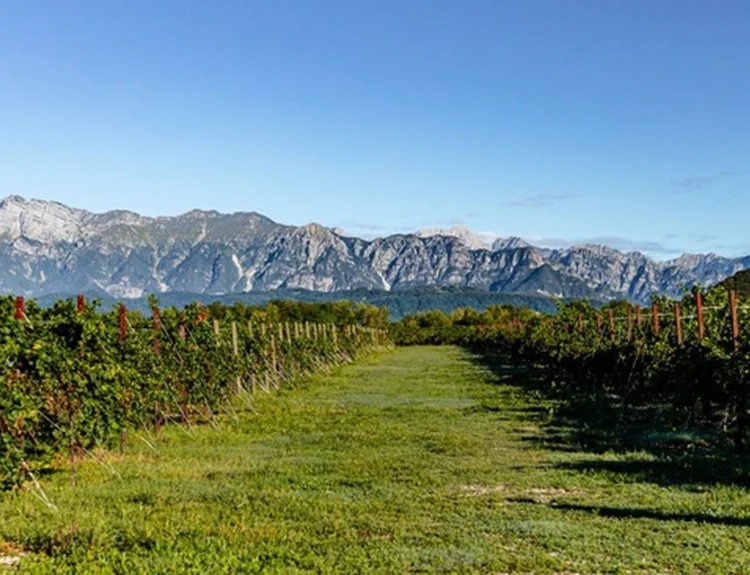 Bosco del Merlo presenta il Bilancio di Sostenibilità 2025