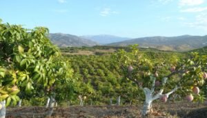 Il mango europeo in piena maturazione conquista l’Italia