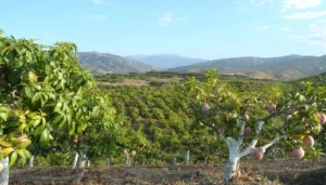 Il mango europeo in piena maturazione conquista l’Italia