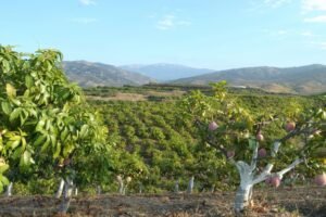Il mango europeo in piena maturazione conquista l’Italia