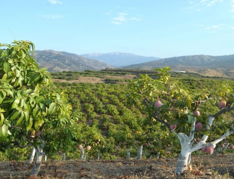Il mango europeo in piena maturazione conquista l’Italia