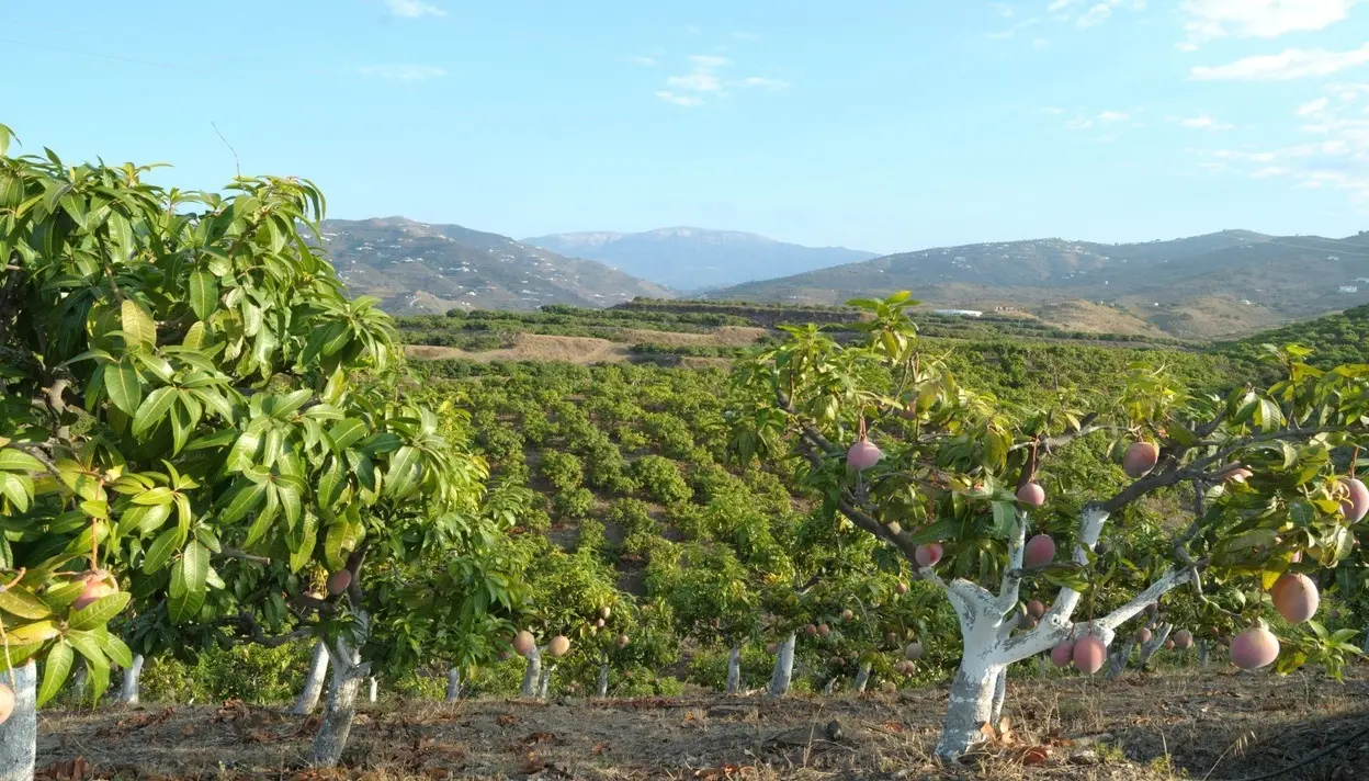 Il mango europeo in piena maturazione conquista l’Italia
