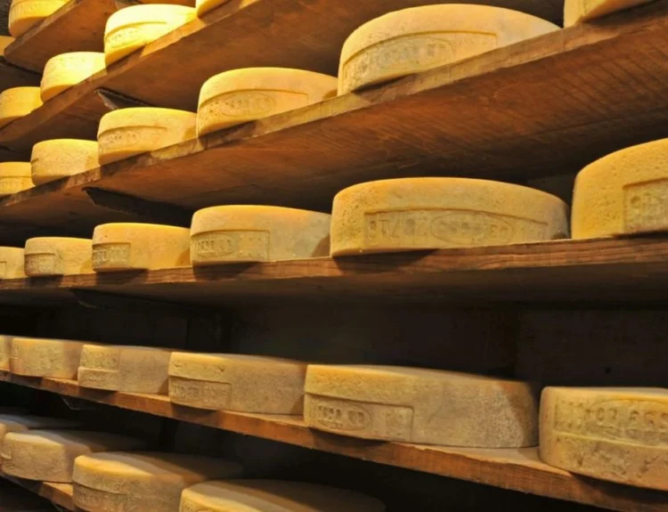 Valtellina, ricerca e innovazione per i formaggi Casera e Bitto