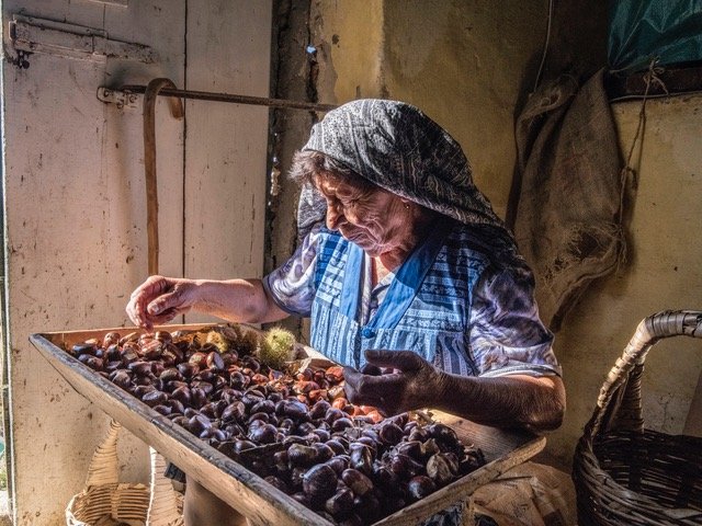 saporinews Settimana delle Castagne all’Isola d’Elba